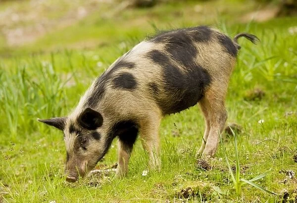 Piglet foraging in woodland clearing in the mountains of central Corsica, France
