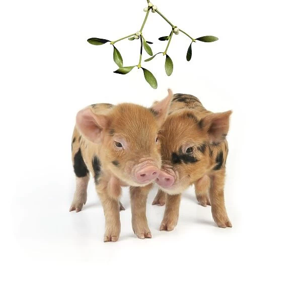 Piglets. 1 week old Kune Kune piglets under Mistletoe. Digital Manipulation: USH Mistletoe