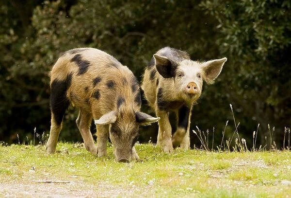 Piglets foraging in woodland clearing in the mountains of central Corsica, France