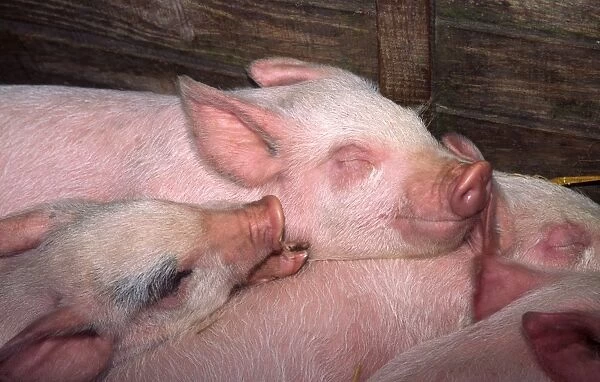 Piglets - sleeping in stall