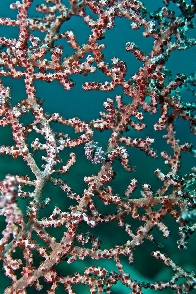 Pigmy Seahorse - living in seafans of similar colour and texture - Indonesia