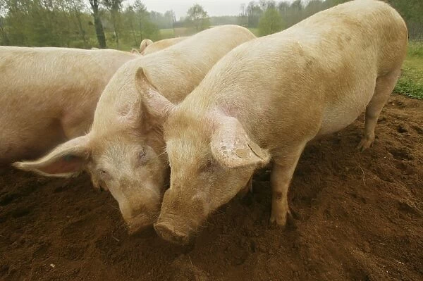 Pigs Elevage 'Large white' Sarthe, France