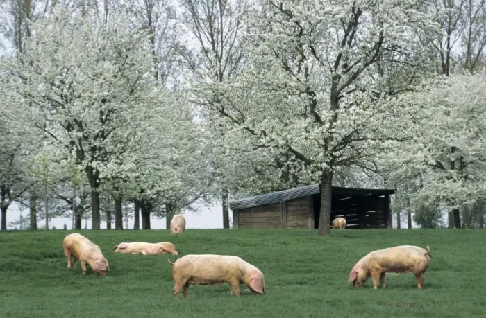 Framed Print : Pigs - free range pigs feeding on grass Framed Print : Pigs - free range pigs feeding on grass