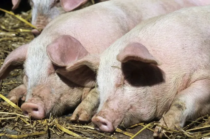 Framed Print : Pigs - free range pigs sleeping Framed Print : Pigs - free range pigs sleeping