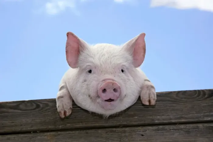 Framed Print : PIGS. Piglet looking over door Framed Print : PIGS. Piglet looking over door