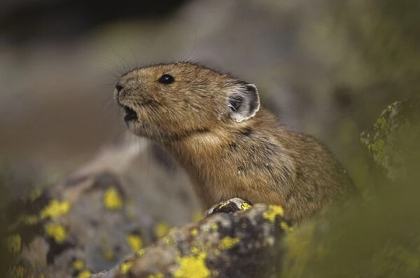 Pika - Calling - Colorado, USA - Inhabits talus slopes and rock slides usually near timberline and high mountains - Lives in colonies - Each pika has a territory within the colony at least in autumn - Related to rabbits - Feeds on grasses