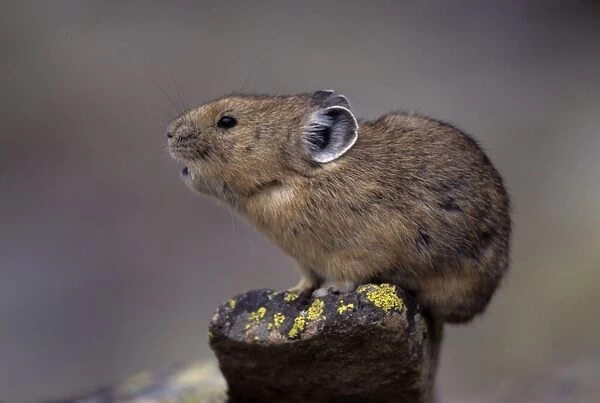 Pika - Calling - Colorado, USA - Inhabits talus slopes and rock slides usually near timberline and high mountains - Lives in colonies - Each pika has a territory within the colony at least in autumn - Related to rabbits - Feeds on grasses
