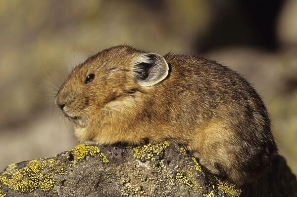 Pika - Colorado, USA - Inhabits talus slopes and rock slides usually near timberline and high mountains - Lives in colonies - Each pika has a territory within the colony at least in autumn - Related to rabbits - Feeds on grasses
