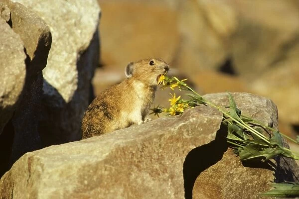 Pika  /  Cony - about to eat groundsel flower, Pacific North West, USA. MH789