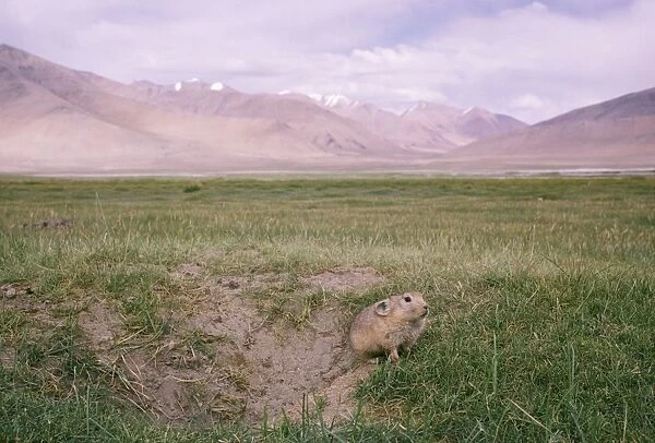 Pika  /  Mouse Hare - female, by burrow. Looking towards Startsapuk Tso 15, 000 ft in restricted area East Ladakh, Jammu & Kashmir, India