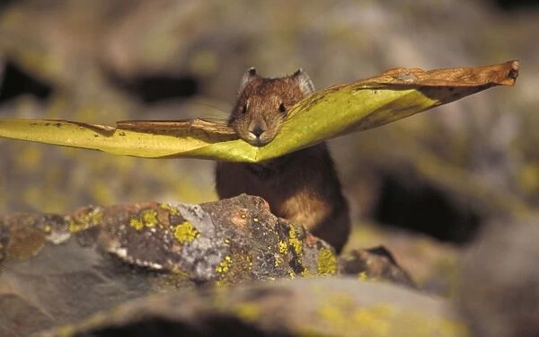 Pika - storing vegetation to be used as food in winter