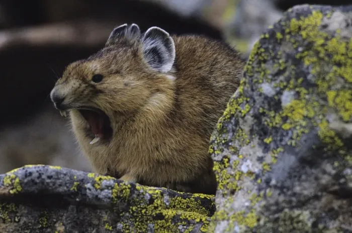 Framed Print : Pika - Yawning - Colorado, USA - Inhabits talus slopes and rock slides usually near timberline and high mountains - Lives in colonies - Each pika has a territory within the colony at least in autumn - Related to rabbits - Feeds on grasses