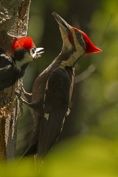 Pileated Woodpecker adult and young at nest