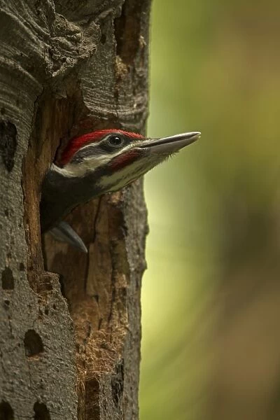 Pileated Woodpecker young at nest (formerly Picus pileatus)