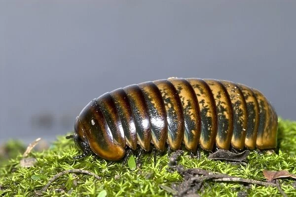 Pill Millipede crawling over moss. Emerge from resting places when humidity high after rainfall. Grahamstown, Eastern Cape, South Africa