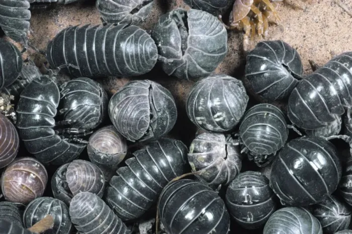 Framed Print : Pill Woodlice - aggregation, UK Framed Print : Pill Woodlice - aggregation, UK