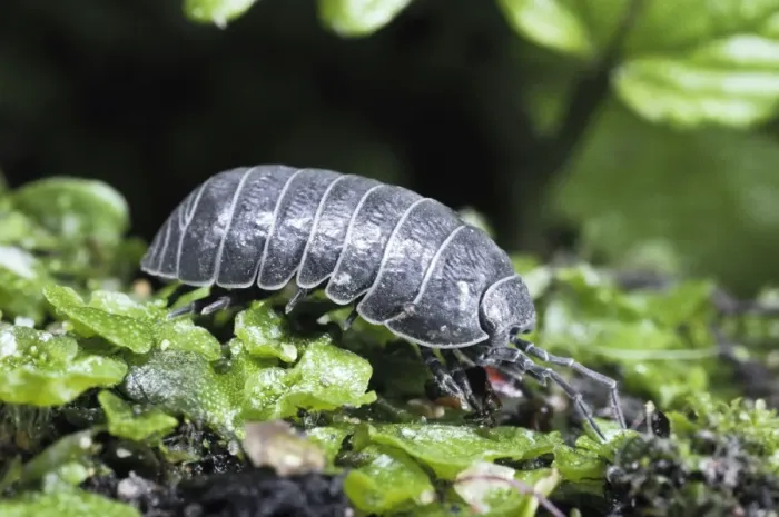 Framed Print : Pill Woodlouse - Slate-grey variety. UK Framed Print : Pill Woodlouse - Slate-grey variety. UK