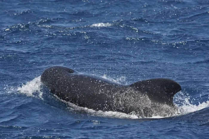 Framed Print : Pilot Whale. The strait of Gibraltar Framed Print : Pilot Whale. The strait of Gibraltar
