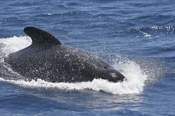 Pilot Whale. The strait of Gibraltar