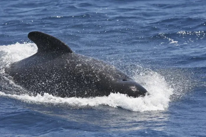 Framed Print : Pilot Whale. The strait of Gibraltar Framed Print : Pilot Whale. The strait of Gibraltar