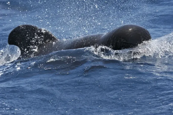 Framed Print : Pilot Whale. The strait of Gibraltar Framed Print : Pilot Whale. The strait of Gibraltar