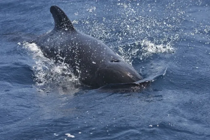Framed Print : Pilot Whale. The strait of Gibraltar Framed Print : Pilot Whale. The strait of Gibraltar