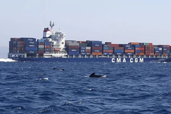 Pilot Whales - with cargo ship behind. The strait of Gibraltar