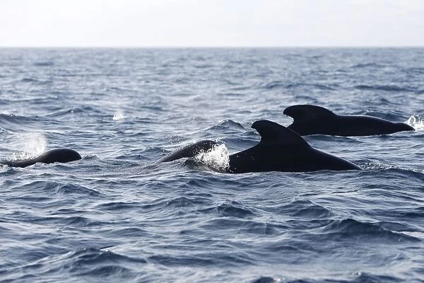 Pilot Whales. The strait of Gibraltar