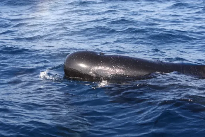 Framed Print : Pilot Whales. The strait of Gibraltar