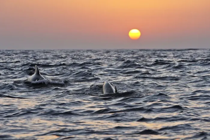 Framed Print : Pilot Whales - at sunset. The strait of Gibraltar Framed Print : Pilot Whales - at sunset. The strait of Gibraltar