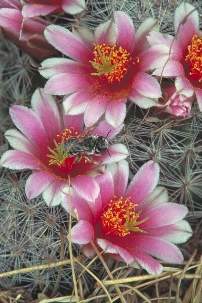 Pin Cushion Cactus Blossum - With Native Bee. Arizona, USA