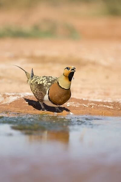 Pin Tailed Sandgrouse - drinking from pool - Spain