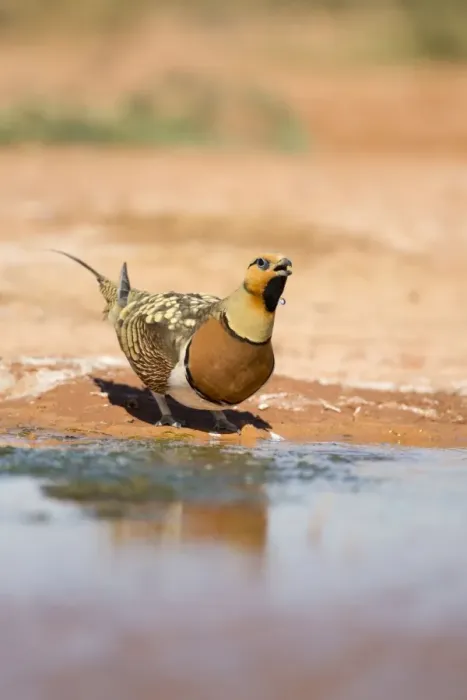 Framed Print : Pin Tailed Sandgrouse - drinking from pool - Spain Framed Print : Pin Tailed Sandgrouse - drinking from pool - Spain