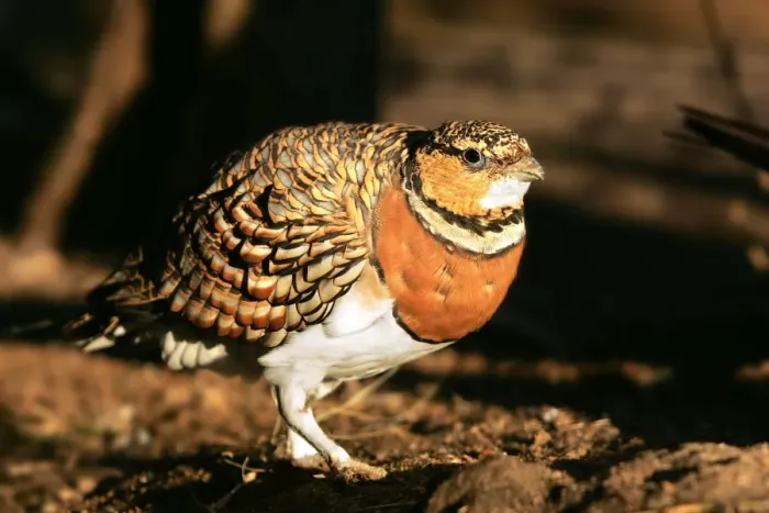 Framed Print : Pin-tailed Sandgrouse - female. Coto Donana National Park - Spain