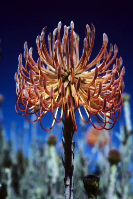 Framed Print : Pincushion Protea Framed Print : Pincushion Protea