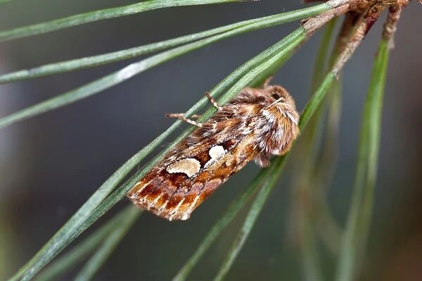 Pine Beauty - resting on pine needle - North Lincolnshire - England