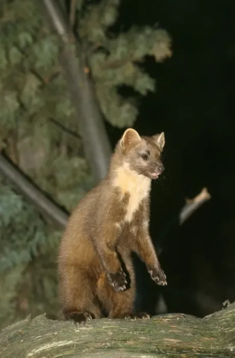 Framed Print : Pine / Beech / Stone Marten - on hind legs Framed Print : Pine / Beech / Stone Marten - on hind legs