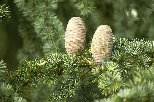 Pine Cones on Cedar Tree