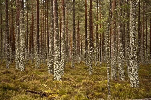 Pine forest - Cairngorm NP - Scotland