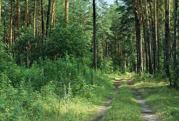 Pine Forest Roar through Taiga forest near Tugulim, west of Tumen, Siberia, Russia