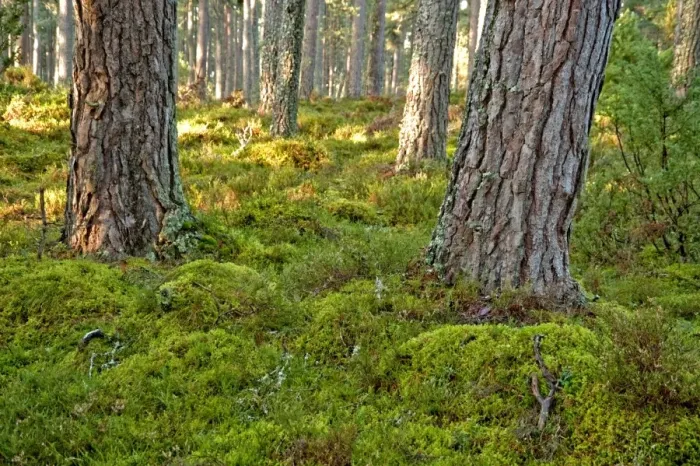 Framed Print : Pine Forest - tree trunks - near Loch Garton - Cairngorm NP - Scotland Framed Print : Pine Forest - tree trunks - near Loch Garton - Cairngorm NP - Scotland