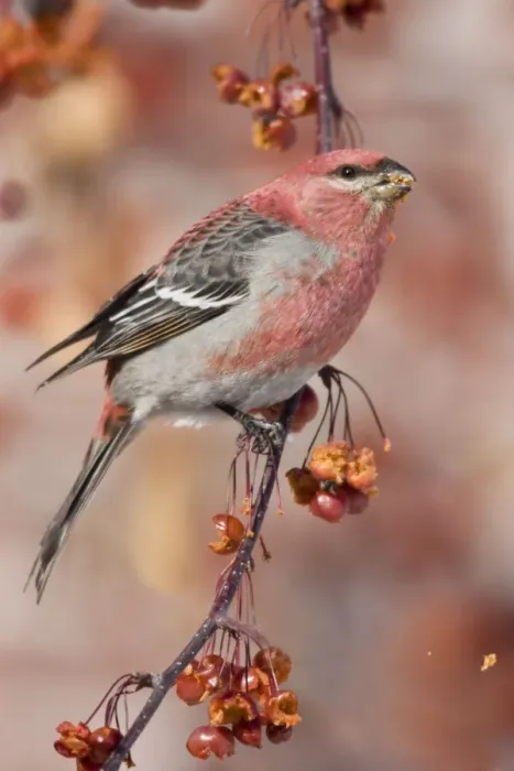 Framed Print : Pine Grosbeak - adult male in Maine, December, USA Framed Print : Pine Grosbeak - adult male in Maine, December, USA