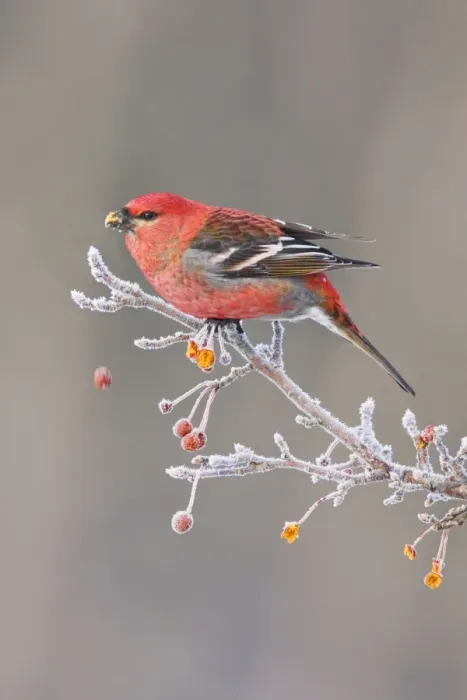 Framed Print : Pine Grosbeak - adult male in winter. December in CT Framed Print : Pine Grosbeak - adult male in winter. December in CT