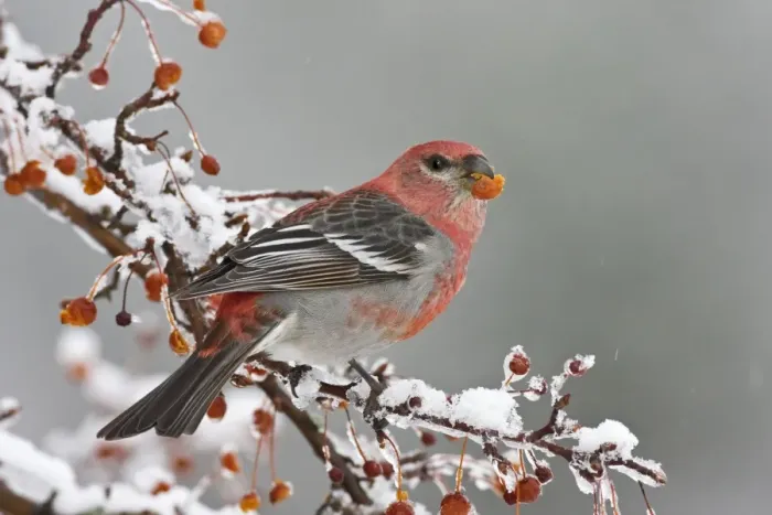 Framed Print : Pine Grosbeak - adult male in winter. Jan in CT. USA Framed Print : Pine Grosbeak - adult male in winter. Jan in CT. USA