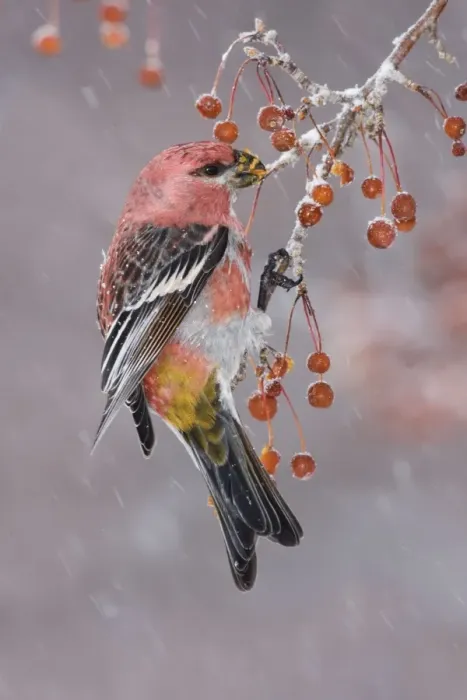 Framed Print : Pine Grosbeak - adult male in winter. January, CT Framed Print : Pine Grosbeak - adult male in winter. January, CT