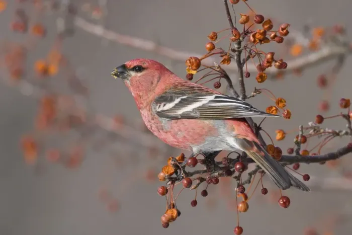 Framed Print : Pine Grosbeak - adult male in winter. January in CT Framed Print : Pine Grosbeak - adult male in winter. January in CT