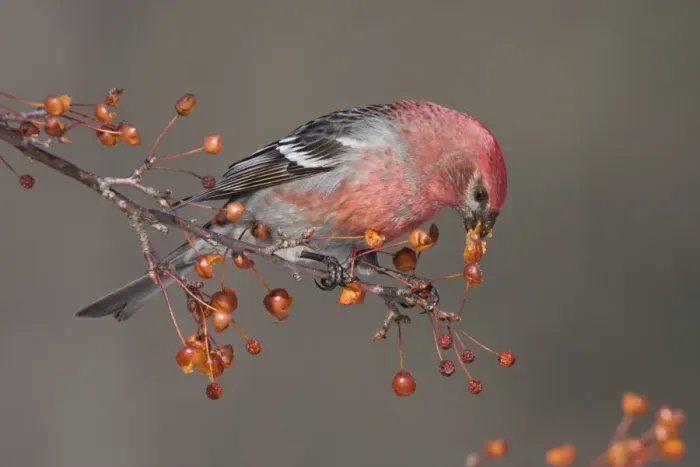 Framed Print : Pine Grosbeak - adult male in winter. January in CT, USA Framed Print : Pine Grosbeak - adult male in winter. January in CT, USA