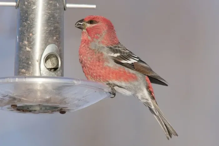 Framed Print : Pine Grosbeak - at bird feeder - Maine - USA - February Framed Print : Pine Grosbeak - at bird feeder - Maine - USA - February