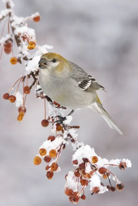 Framed Print : Pine Grosbeak - female in winter, CT in January. USA Framed Print : Pine Grosbeak - female in winter, CT in January. USA