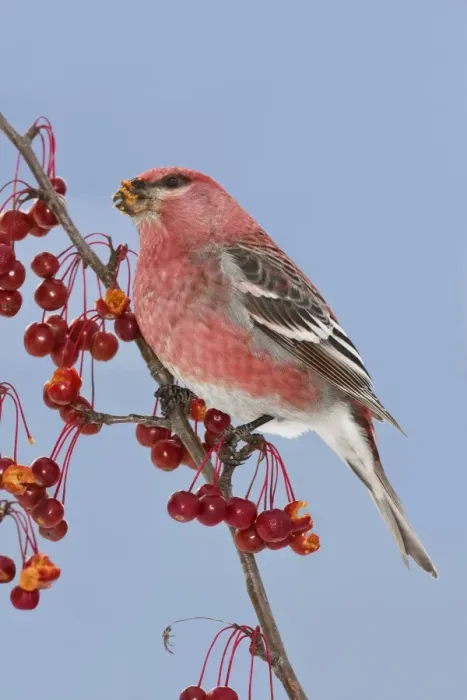 Framed Print : Pine Grosbeak. Maine in December, USA Framed Print : Pine Grosbeak. Maine in December, USA